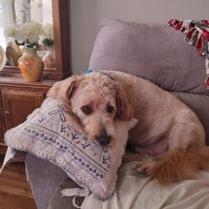 Meet your Posher, Patti